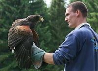 Georg mit Harris Hawk
